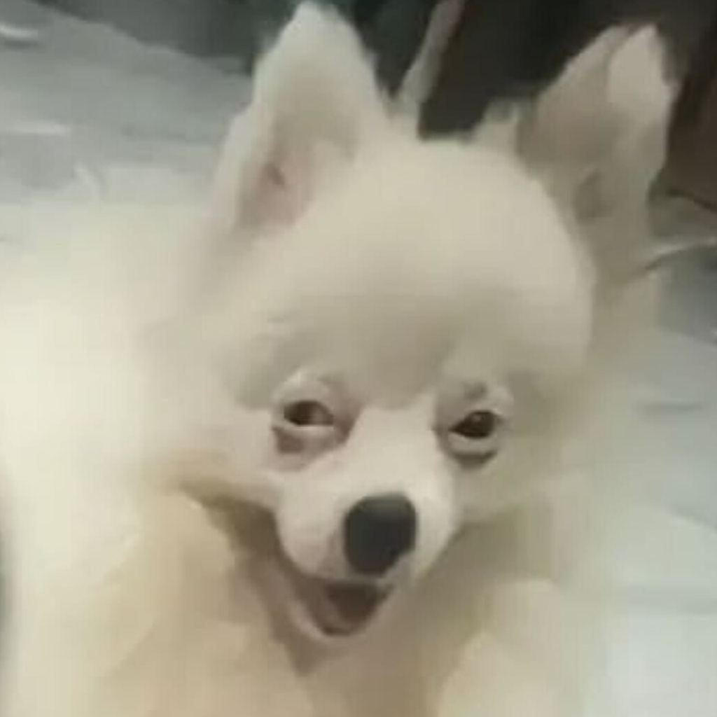 学部生